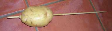 Photo: Potato on a 40cm bamboo skewer